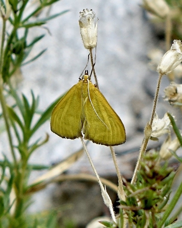 mecyna lutealis